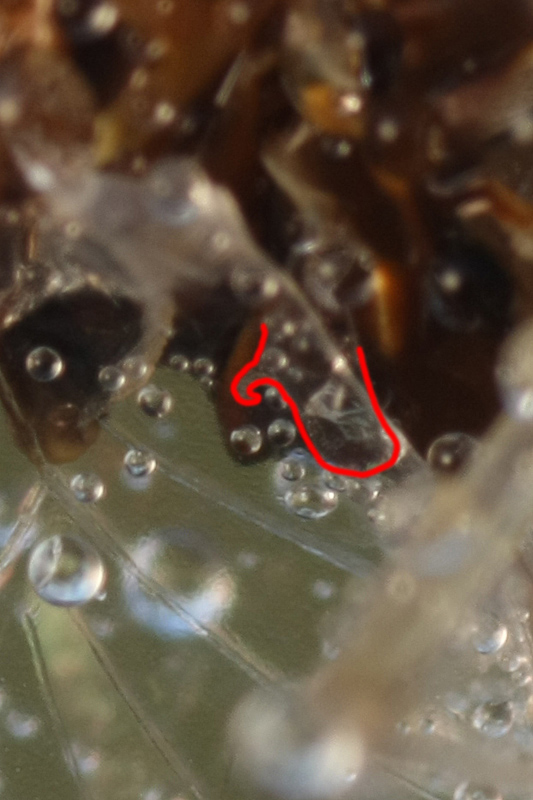 Identificazione maschio imago
